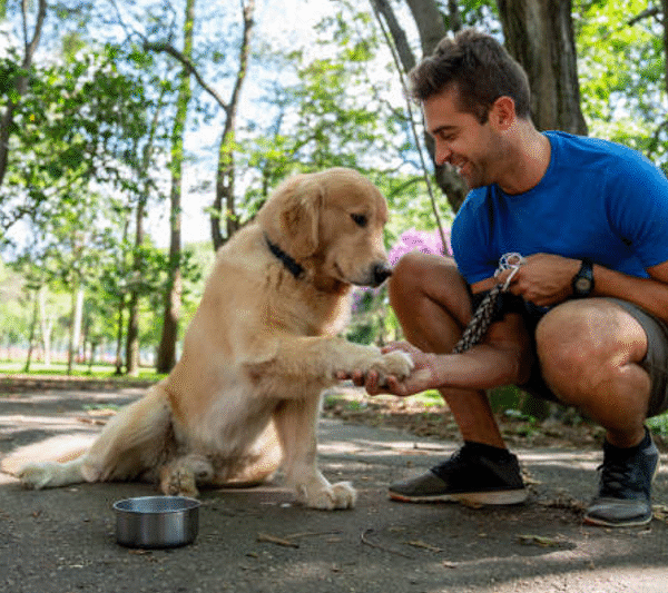 Dog Training Center Near Me: 5 Common Behaviour Problems Solved by Pros